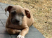 American Staffordshire terrier. Ready to leave.