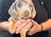 2 dachshund little boys ready 3rd November