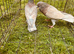 Racing pigeons