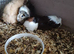 Guinea pigs for sale
