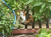 Beautiful kittens looking for their forever homes