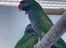 Derbyan parakeet