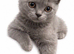 TICA /Scottish fold/BSH kittens