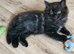Ragdoll Mix kittens. Possible delivery