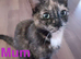 3 Lovely Kittens(Girls)<3 READY NOW!! Looking Forever Home