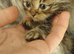 Siberian black golden kittens