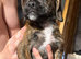 Little patch