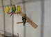 2 budgies for sale.