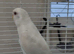 Young budgies pair in London