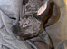 Baby Rabbit