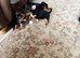 Beautiful smooth small black & tan Jack Russell puppies