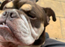 English bulldog boy