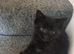 very cute very friendly kittens
