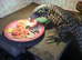 Tegu monitor female