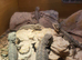 Stunning baby beardies