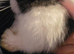 2 bonded male mini lops and cages