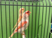 Mosaic canaries