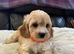 Cavachon x toy poodle puppies