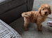 2 stunning labradoodles 1 boy 1 girl