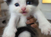 Cute persian kittens  ️