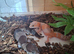 Various fat tail geckos - 2 left