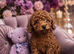 Asian Poodle Girl Puppy