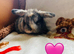 Beautiful mini lops