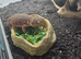 Bearded dragon and full set-up