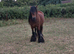 Ruby 6 year old driving mare