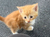 Ginger and 3 tabby kittens