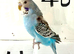 Baby Budgies available both sexes