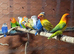 Love bird