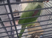 Alexandrian male talking parrot
