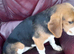 Young Beagle for Sale in Northern Ireland