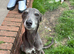 Lurcher puppies
