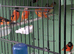 Red siskins