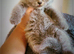 Beautiful British Shorthair Blue Kittens