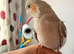 Heartbreaking Sale – Three Beautiful Hand-Tame Cockatiels Looking for Loving Forever Homes