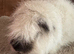 Guinea pig Swiss white Californian boar