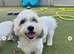 Toy Bichon frise girl 3 years old