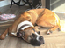 Boxer x cane corso