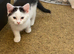 beautiful male &  female kittens mixed colours