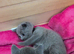 TICA registered Russian blue kittens