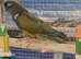 RARE Patagonion Parrots