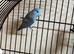 Baby parrotlets