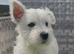 Beautiful west highland terrier pups