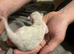 2 ragdoll kittens