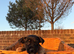 wen lock puppies