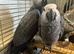 STUNNING African grey baby&rsquo;s