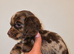 MERLE & CHOCOLATE COCKER SPANIELS
